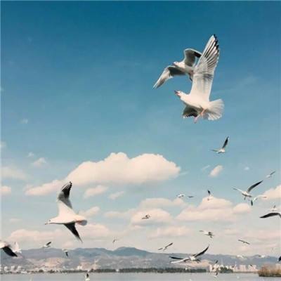 皇冠官网app下载安装