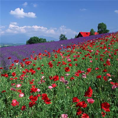 亚搏彩票app注册